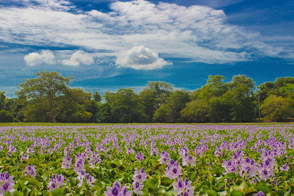 Rainforest & Wetland Eco Trail – Sri Lanka tour