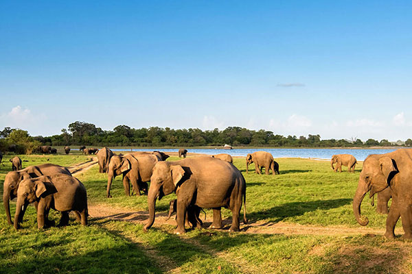 Elephant Encounters Sri Lanka – Sri Lanka tour