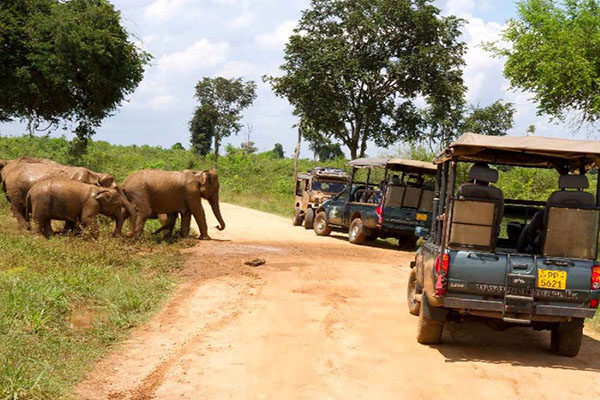 Big Five Safari Circuit – Sri Lanka tour