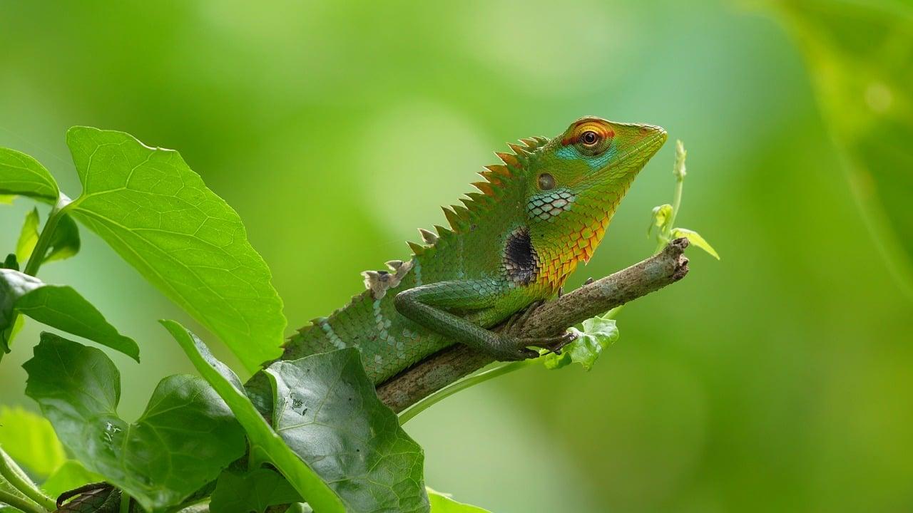 The Rainforest Kingdom — Sinharaja & the Knuckles — OnTime.lk Travel Sri Lanka