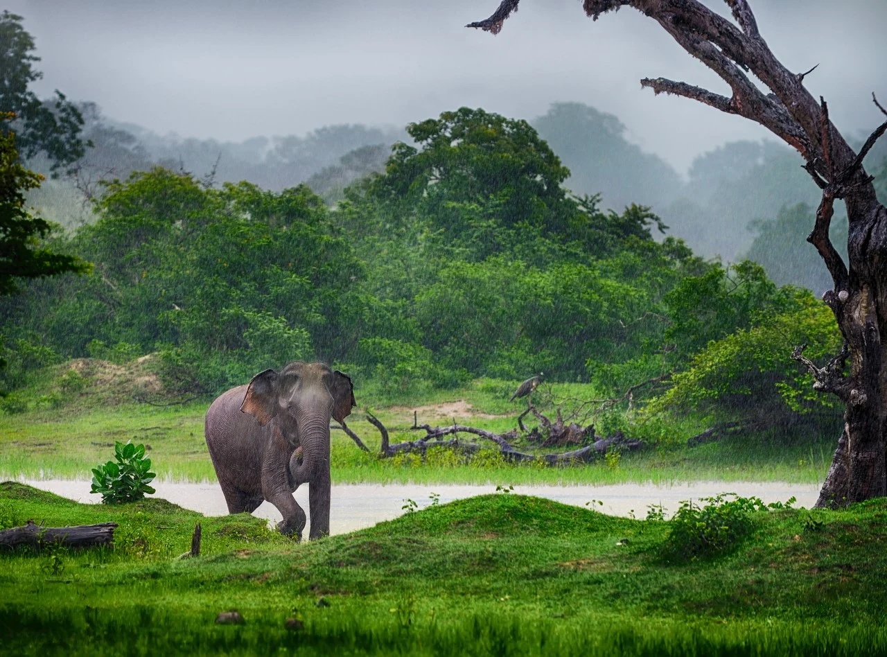 The Great Wildlife Loop — Seven Days, Three Parks — OnTime.lk Travel Sri Lanka
