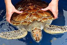 The Coral Gardens — Diving & Reef Life on the South Coast — OnTime.lk Travel Sri Lanka