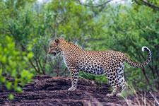 Leopard Yala